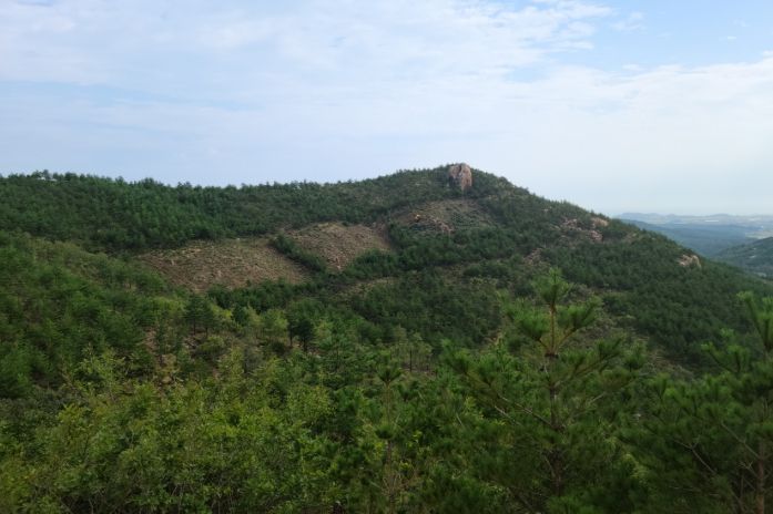 내화수림 조성 후