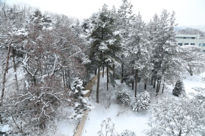 홍릉수목원 설경