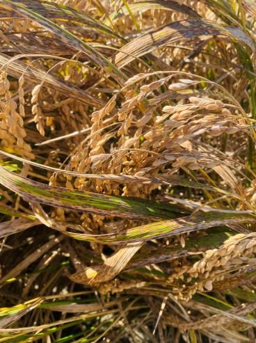 벼 깨씨무늬병 피해 사진