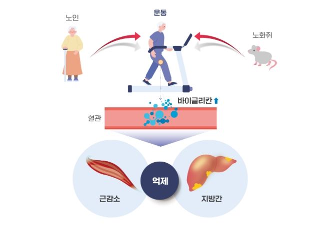 운동을 통해 분비된 바이글리칸(Biglycan)의 근육과 간 손상 개선효과 모식도