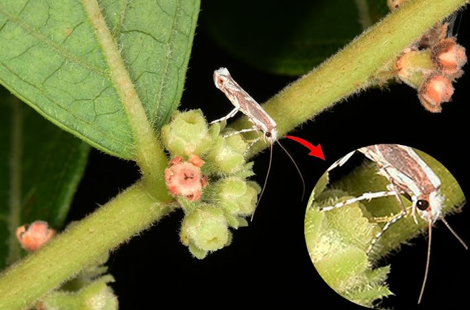 조도만두가는나방과 담갈색조도만두바구미