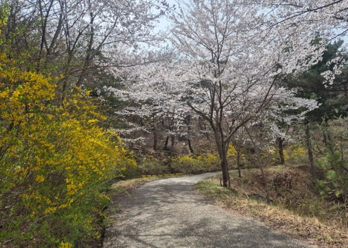 토함산자연휴양림, ‘꽃묘 나눔 행사’ 개최