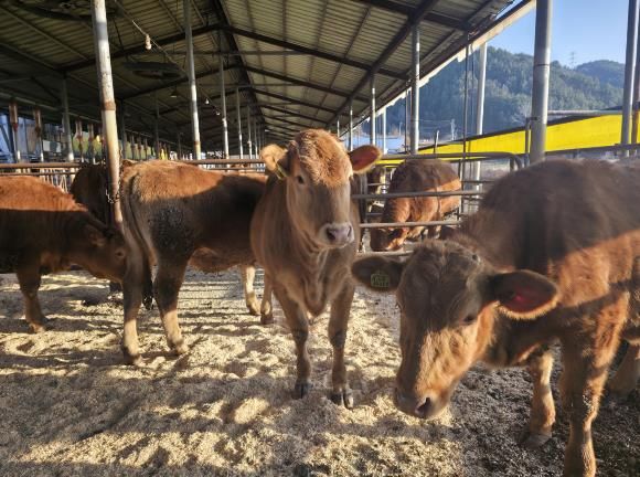 무주군, ‘깨끗한 축산농장’ 발굴 주력 친환경 축산 확산 위해 신청 받아