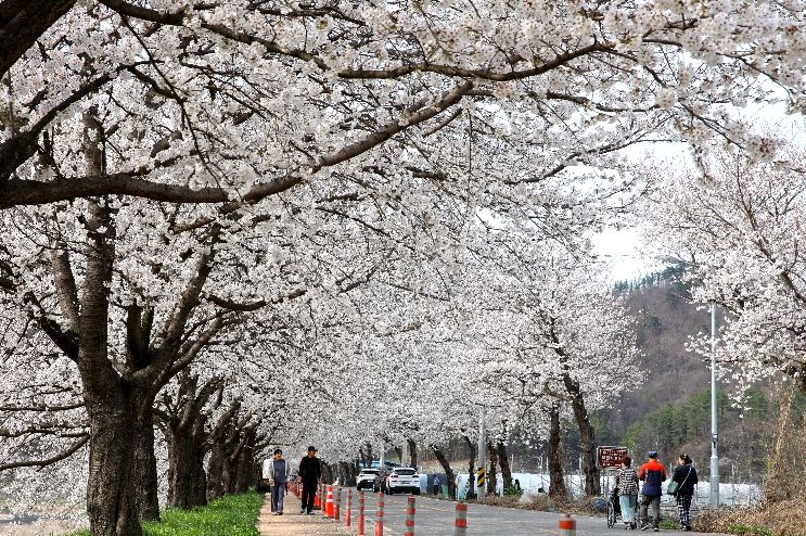 2024.04.06. 대차리 서면마을 벚꽃길