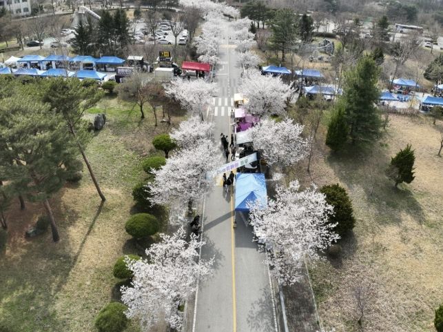 국립공주대 예산캠퍼스 벚꽃 축제 모습