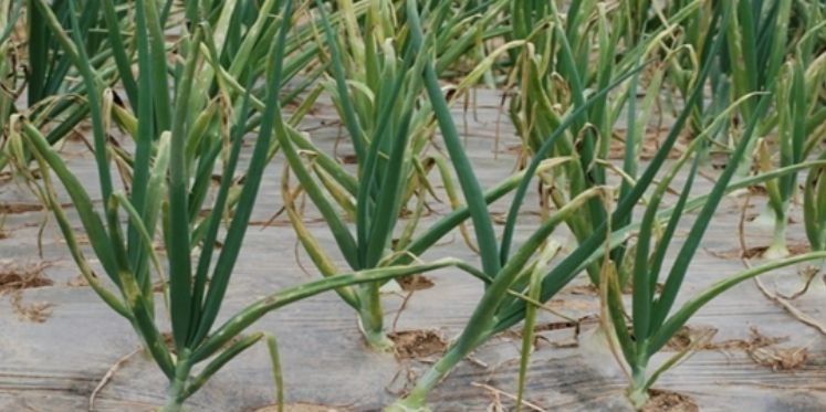 영광군, 양파 노균병 확산 예방 총력 대응