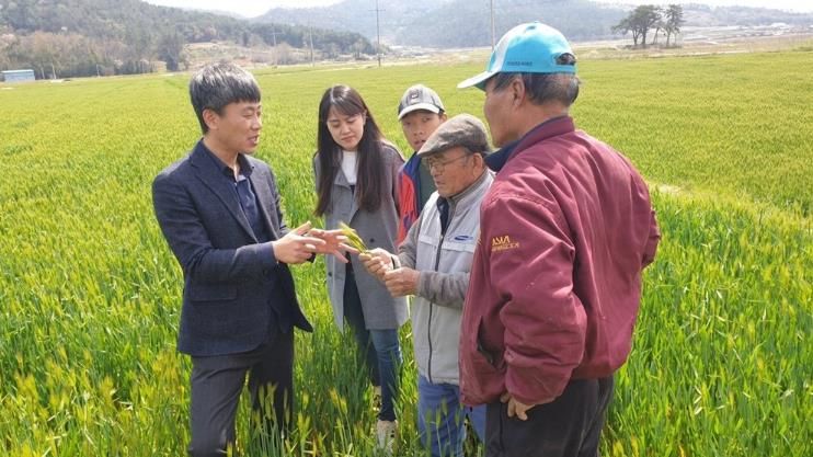 강진군 농업기술센터 관계자가 생육장애가 발생한 맥류 이삭을 확인중이다
