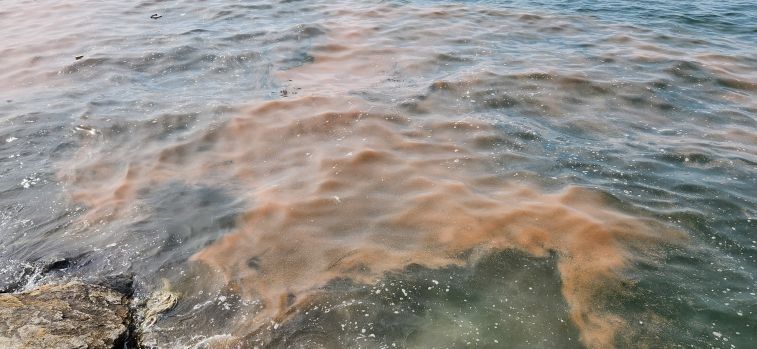 안산 시화나래휴게소 인근 야광충 집적 현황