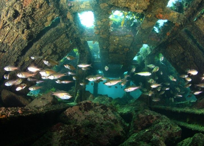 인공어초-하우스형 해중림초(거제 저구리)